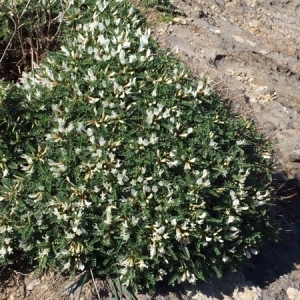 Photographie n°2156928 du taxon Astragalus tragacantha L. [1753]