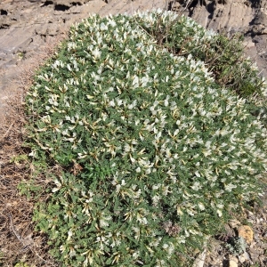 Photographie n°2156929 du taxon Astragalus tragacantha L. [1753]