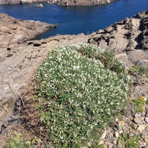 Photographie n°2156930 du taxon Astragalus tragacantha L. [1753]