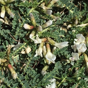 Photographie n°2156931 du taxon Astragalus tragacantha L. [1753]