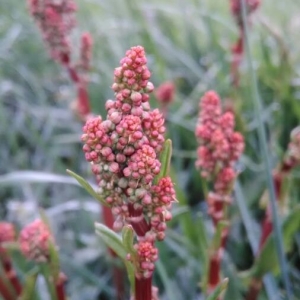 Rumex agrestis Raf. (Grande Oseille)