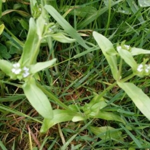 Photographie n°2156940 du taxon Valerianella locusta (L.) Laterr. [1821]