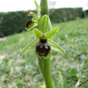 Ophrys araneola sensu auct.plur. (Ophrys litigieux)