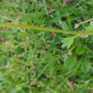 Photographie n°2157089 du taxon Saxifraga granulata L. [1753]