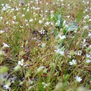 Photographie n°2157102 du taxon Saxifraga tridactylites L. [1753]