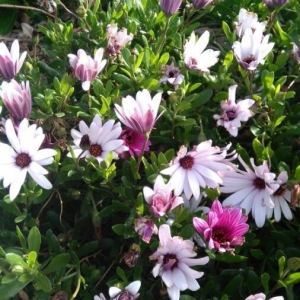 Osteospermum ecklonis (DC.) Norl. (Ostéosperme)