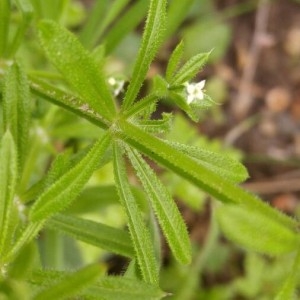 Photographie n°2157214 du taxon Galium aparine L. [1753]