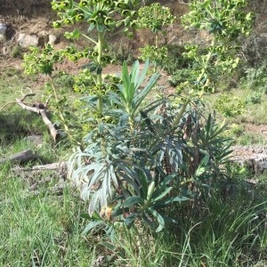 Photographie n°2157245 du taxon Euphorbia characias L. [1753]