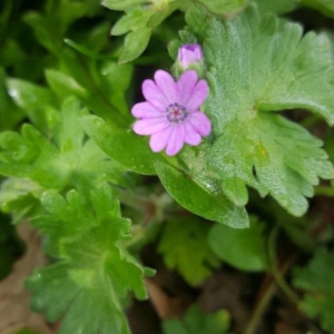 Photographie n°2157299 du taxon Geranium molle L. [1753]