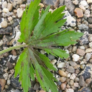 Photographie n°2157301 du taxon Ranunculus acris L. [1753]