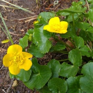 Photographie n°2157304 du taxon Caltha palustris L. [1753]