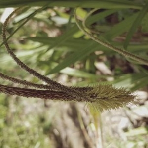 Photographie n°2157308 du taxon Carex pendula Huds. [1762]