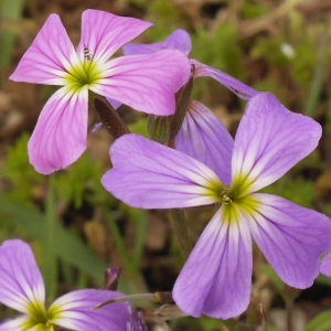  - Malcolmia maritima (L.) R.Br. [1812]