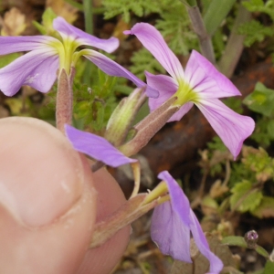  - Malcolmia maritima (L.) R.Br. [1812]