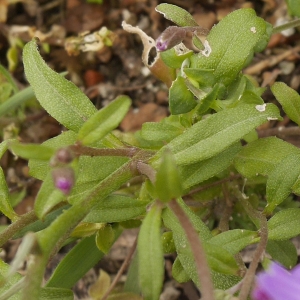  - Malcolmia maritima (L.) R.Br. [1812]