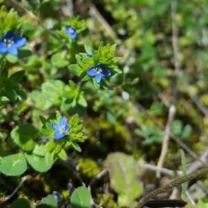 Photographie n°2157368 du taxon Veronica arvensis L. [1753]