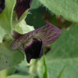 Photographie n°2157370 du taxon Vicia narbonensis L. [1753]