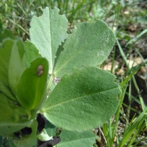 Photographie n°2157371 du taxon Vicia narbonensis L. [1753]