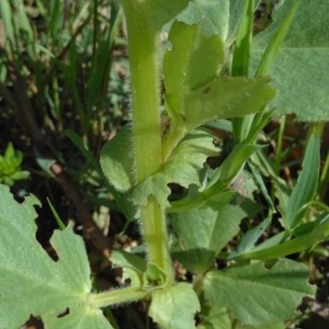 Photographie n°2157372 du taxon Vicia narbonensis L. [1753]