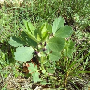 Photographie n°2157373 du taxon Vicia narbonensis L. [1753]