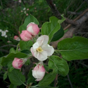 Photographie n°2157399 du taxon Malus domestica Borkh. [1803]