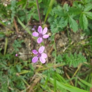 Photographie n°2157450 du taxon Erodium cicutarium (L.) L'Hér. [1789]