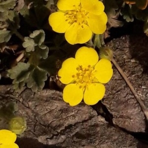 Photographie n°2157480 du taxon Potentilla cinerea Chaix ex Vill. [1779]