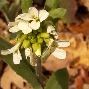 Photographie n°2157482 du taxon Pseudoturritis turrita (L.) Al-Shehbaz [2005]