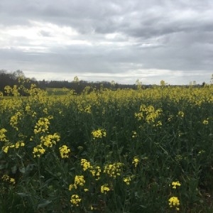 Photographie n°2157529 du taxon Brassica napus L. [1753]