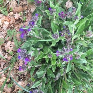 Photographie n°2157559 du taxon Pulmonaria longifolia (Bastard) Boreau [1857]