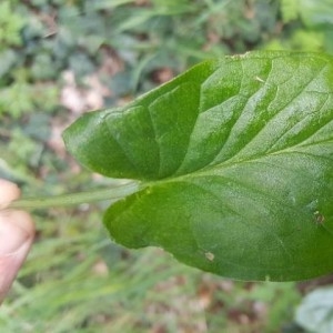 Photographie n°2157596 du taxon Arum maculatum L. [1753]