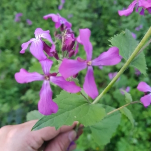 Photographie n°2157648 du taxon Lunaria annua L. [1753]