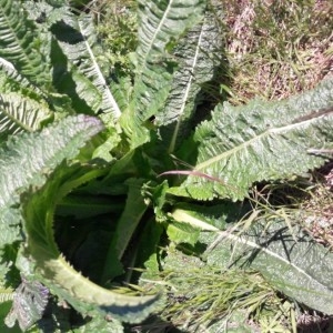 Photographie n°2157655 du taxon Dipsacus fullonum L.