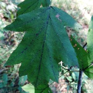 Photographie n°2157674 du taxon Sorbus torminalis (L.) Crantz [1763]