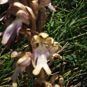 Photographie n°2157682 du taxon Himantoglossum robertianum (Loisel.) P.Delforge [1999]