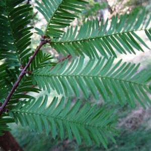 Photographie n°2157686 du taxon Metasequoia glyptostroboides Hu & W.C.Cheng [1948]