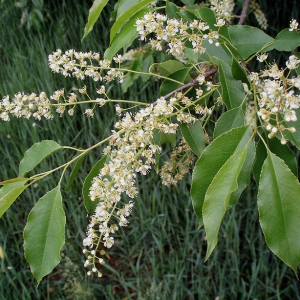 Photographie n°2157692 du taxon Prunus serotina Ehrh. [1784]