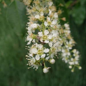 Prunus serotina Ehrh. (Cerisier d'automne)