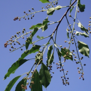 Photographie n°2157694 du taxon Prunus serotina Ehrh. [1784]