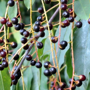 Photographie n°2157695 du taxon Prunus serotina Ehrh. [1784]