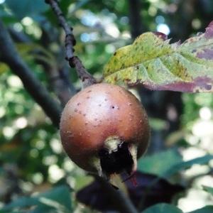 Photographie n°2157702 du taxon Crataegus germanica (L.) Kuntze [1891]