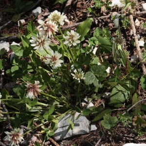 Photographie n°2157713 du taxon Trifolium pallescens Schreb. [1804]