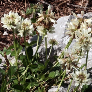 Photographie n°2157714 du taxon Trifolium pallescens Schreb. [1804]