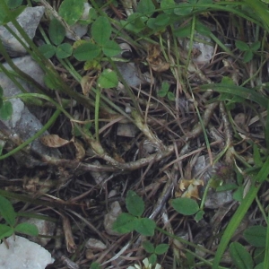 Photographie n°2157716 du taxon Trifolium pallescens Schreb. [1804]