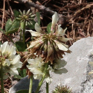 Photographie n°2157717 du taxon Trifolium pallescens Schreb. [1804]