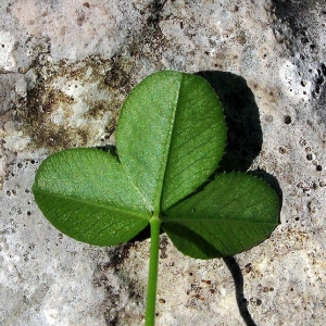  - Trifolium pallescens Schreb. [1804]