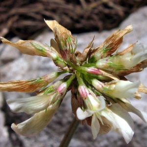 Trifolium pallescens Schreb. (Trèfle pâle d'Auvergne)