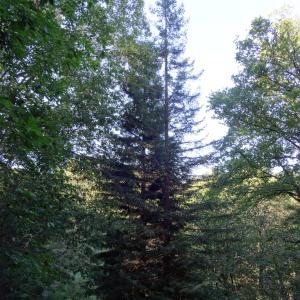 Photographie n°2157756 du taxon Sequoia sempervirens (D.Don) Endl. [1847]