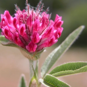 Photographie n°2157760 du taxon Trifolium alpestre L. [1763]