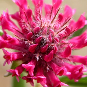 Trifolium alpestre var. villosum Celak. (Trèfle alpestre)